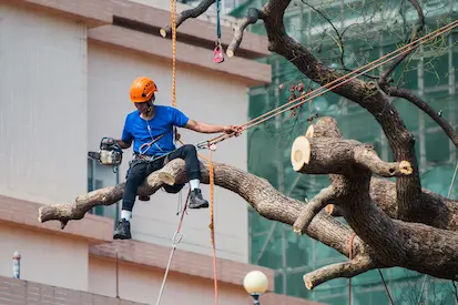 Arborist performing tree pruning in a challenging location